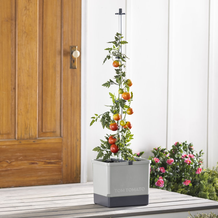 Latitude Run® SelfWatering Tomato Planter Box with Trellis Wayfair Canada